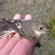 Svartvit flugsnappare, Sundre 20050512